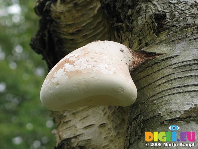 28119 Detail of white mushroom on tree
